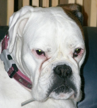 NetObjects Web Design Placeholder