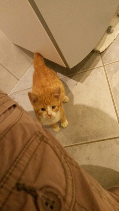 Ginger