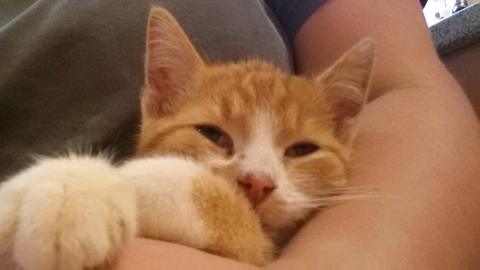 Ginger2