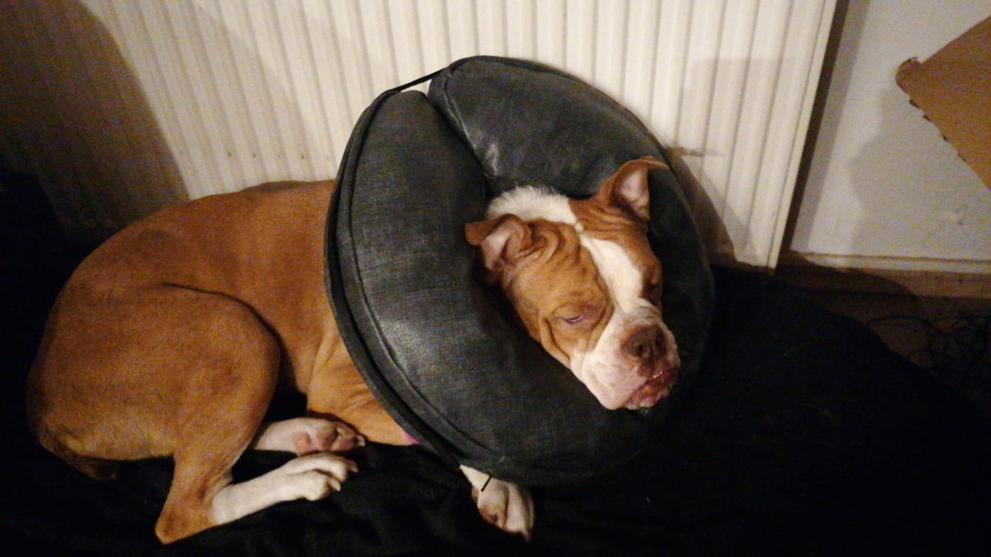 IMG-20210128-WA0036