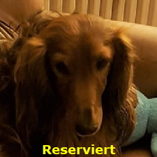 Zafi (2)