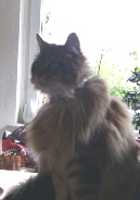 chefkatze1