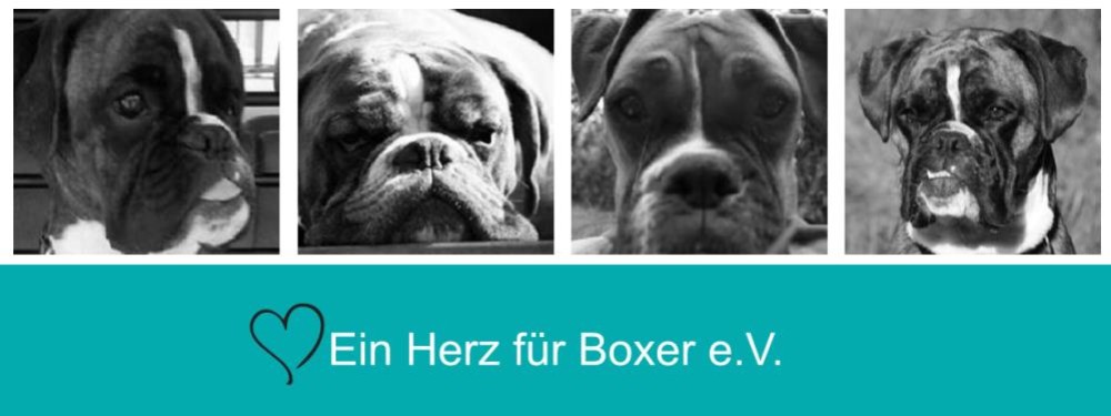 cropped-header-neu-1