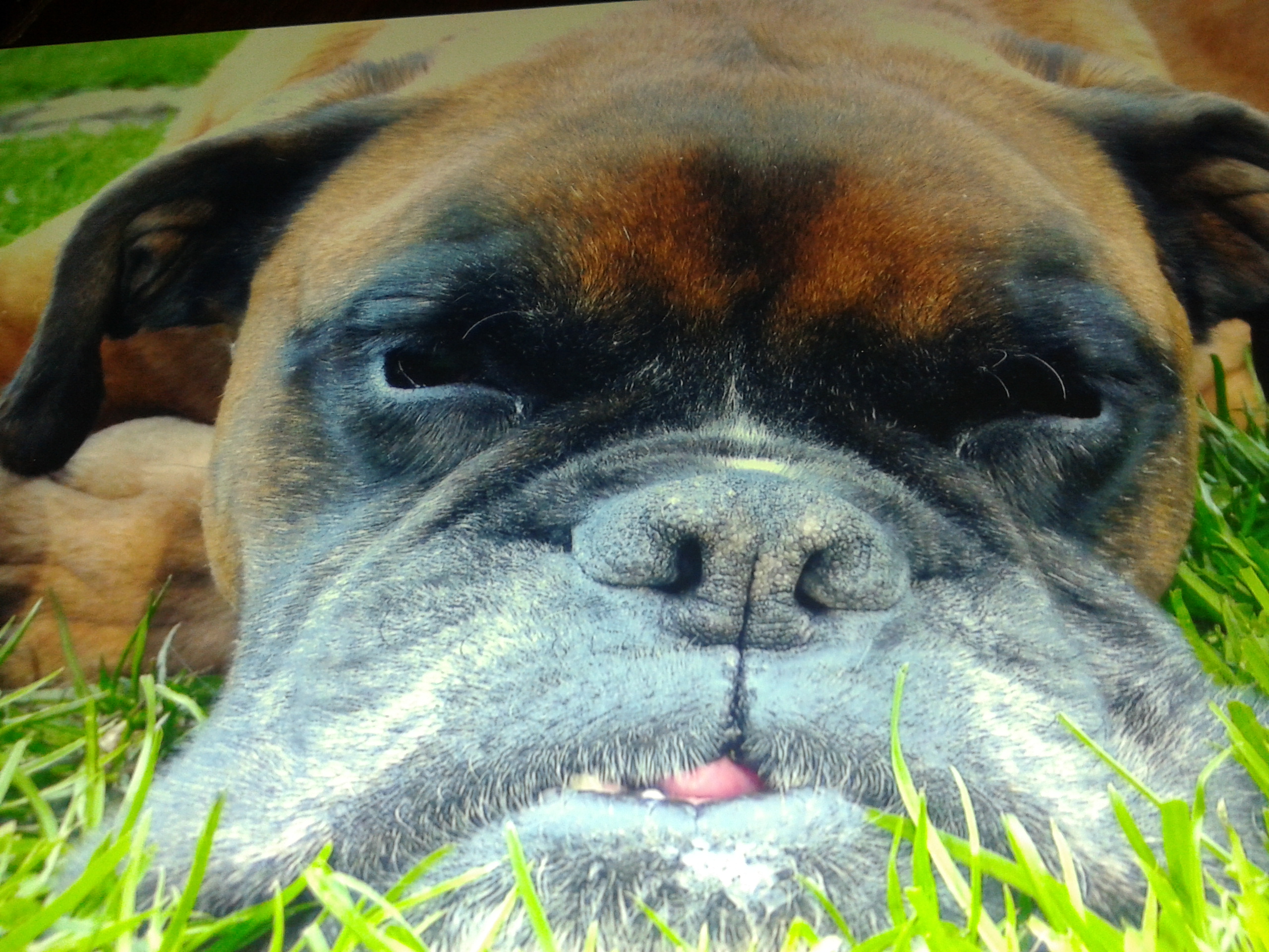 lola