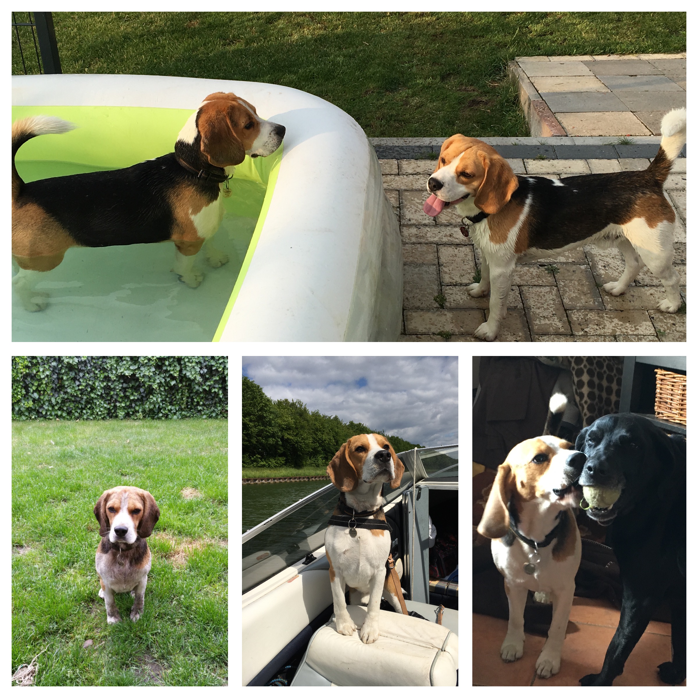 tommy beagle